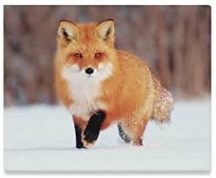 Picture of a Fox
