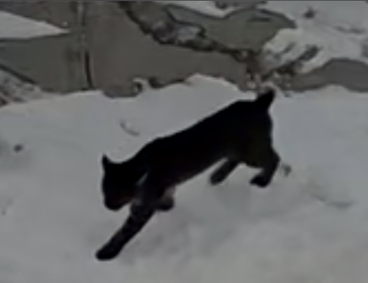 Large black wild cat walking through snow