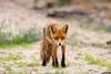 Fox in field